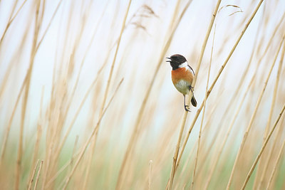 BUITEN BEELD Foto: 298586