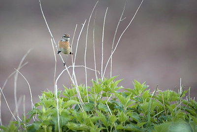 BUITEN BEELD Foto: 298587