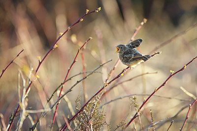 BUITEN BEELD Foto: 298589