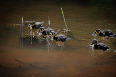 BUITEN BEELD Foto: 298595