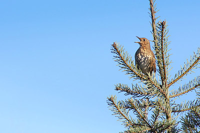 BUITEN BEELD Foto: 298596