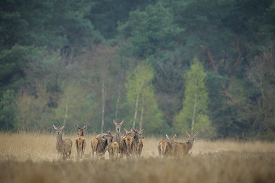 BUITEN BEELD Foto: 298605