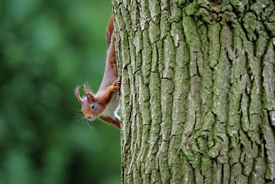 BUITEN BEELD Foto: 298610