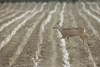 BUITEN BEELD Foto: 298613