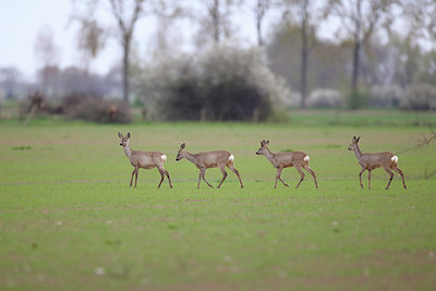 BUITEN BEELD Foto: 298616