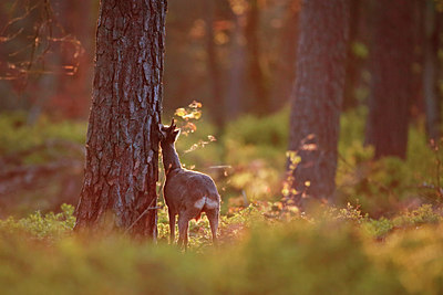 BUITEN BEELD Foto: 298617