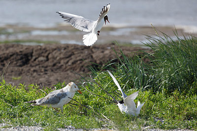 BUITEN BEELD Foto: 298633