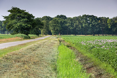 BUITEN BEELD Foto: 298641
