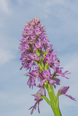 BUITEN BEELD Foto: 298661