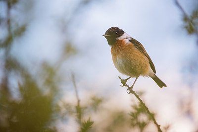 BUITEN BEELD Foto: 298662