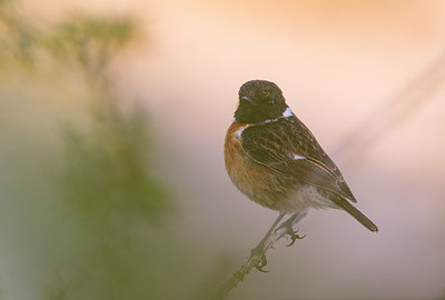 BUITEN BEELD Foto: 298684