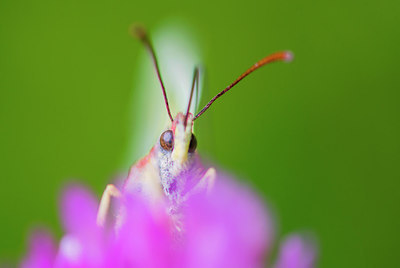 BUITEN BEELD Foto: 298690