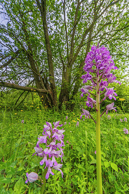 BUITEN BEELD Foto: 298706