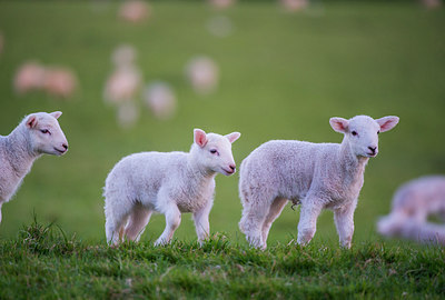 BUITEN BEELD Foto: 298714