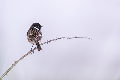 BUITEN BEELD Foto: 298749