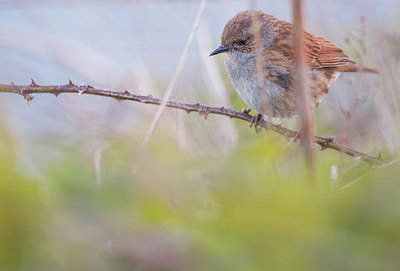 BUITEN BEELD Foto: 298759