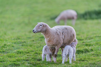 BUITEN BEELD Foto: 298790