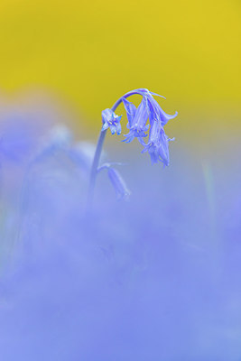 BUITEN BEELD Foto: 298791