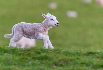 BUITEN BEELD Foto: 298848