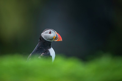 BUITEN BEELD Foto: 298946