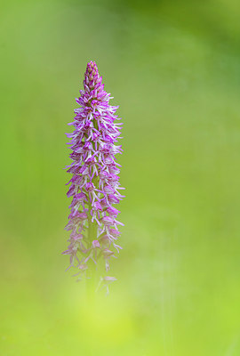 BUITEN BEELD Foto: 298959