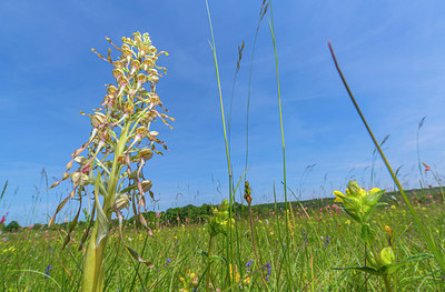 BUITEN BEELD Foto: 298980