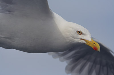 BUITEN BEELD Foto: 2053