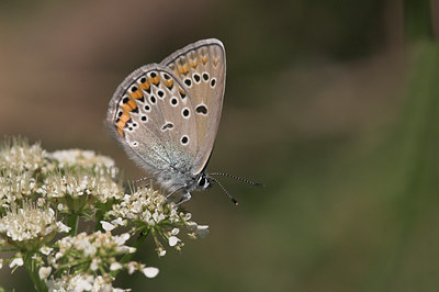 BUITEN BEELD Foto: 2133