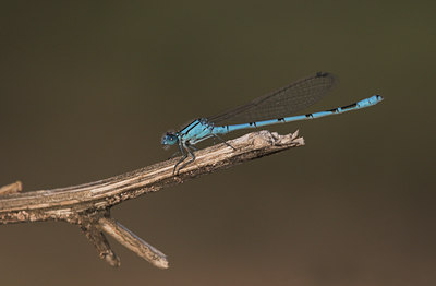 BUITEN BEELD Foto: 2138