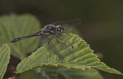 BUITEN BEELD Foto: 2139