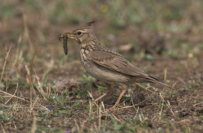 BUITEN BEELD Foto: 2163