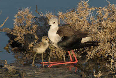 BUITEN BEELD Foto: 2167