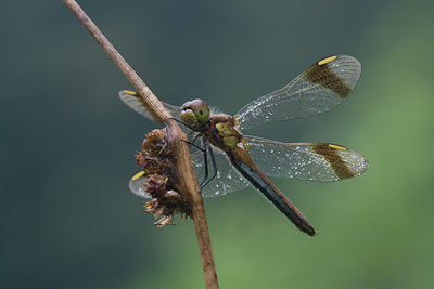 BUITEN BEELD Foto: 2172