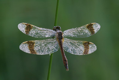 BUITEN BEELD Foto: 2173