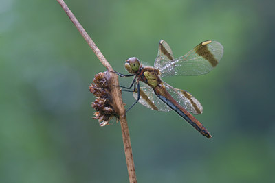 BUITEN BEELD Foto: 2174