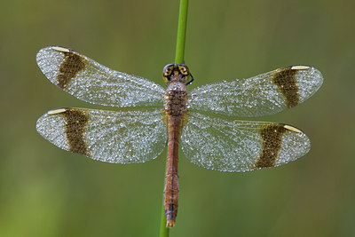 BUITEN BEELD Foto: 2175