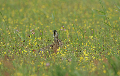 BUITEN BEELD Foto: 2190