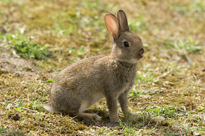 BUITEN BEELD Foto: 2218