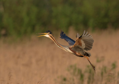 BUITEN BEELD Foto: 2227