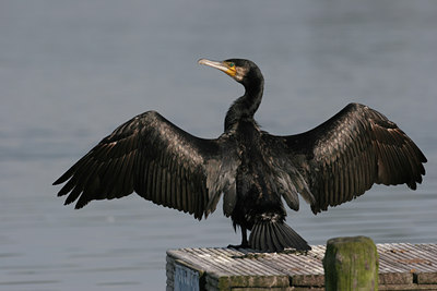 BUITEN BEELD Foto: 2239