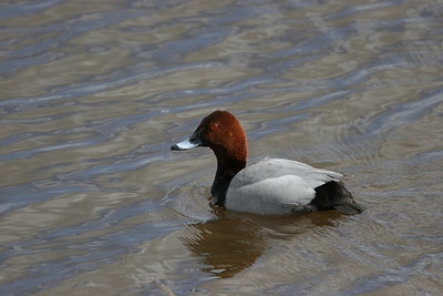 BUITEN BEELD Foto: 2264