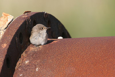 BUITEN BEELD Foto: 2265