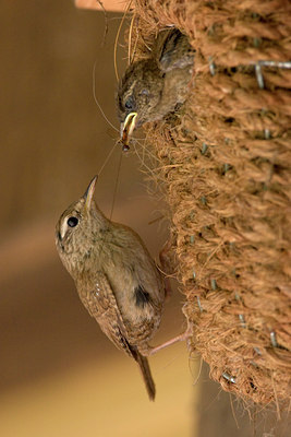 BUITEN BEELD Foto: 2283