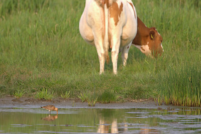 BUITEN BEELD Foto: 2294