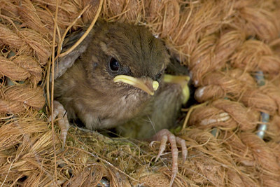 BUITEN BEELD Foto: 2299