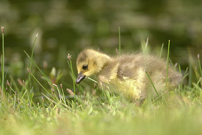 BUITEN BEELD Foto: 2339