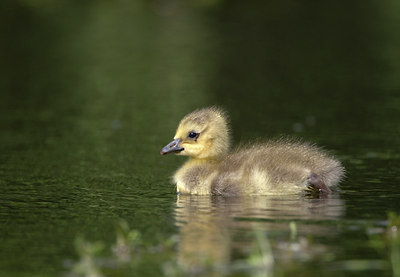 BUITEN BEELD Foto: 2340