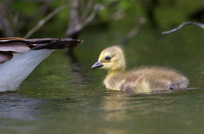 BUITEN BEELD Foto: 2341