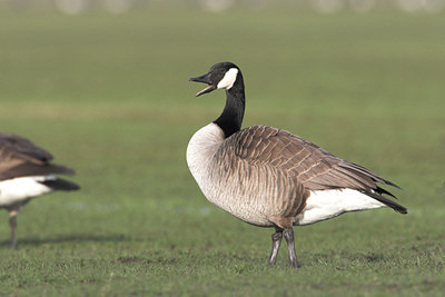 BUITEN BEELD Foto: 2342