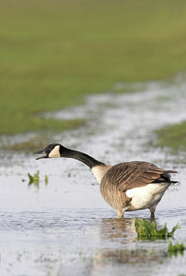 BUITEN BEELD Foto: 2347